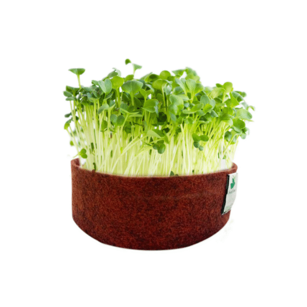 Alfalfa Microgreens 50gms