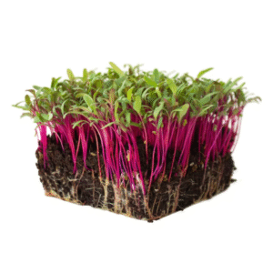BEET ROOT Microgreens 50gms