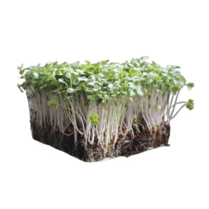 Broccoli Microgreens 50gms