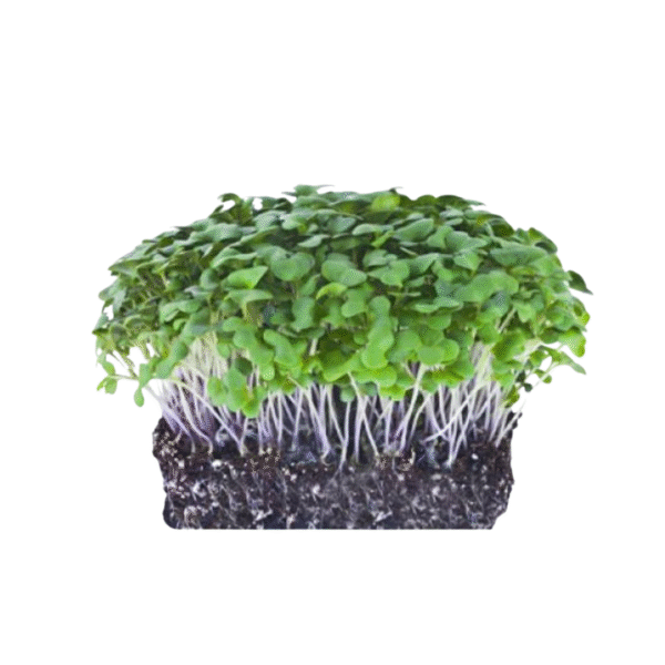 Cabbage Microgreens 50gms