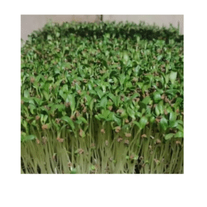 Fenugreek Microgreens 50gms