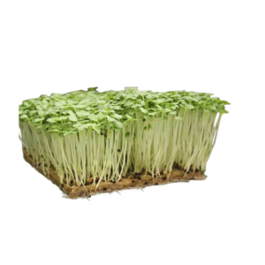 Mustered Microgreens 50gms