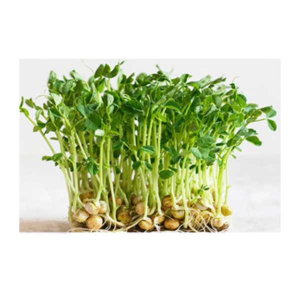Peas Microgreens seeds 100gms