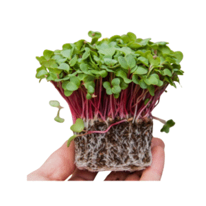 Pink Raddish Microgreens 50gms