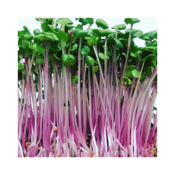 Radish China Rose Microgreens 50gms