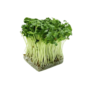 Radish White Microgreens 50gms