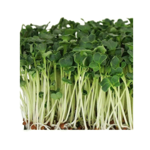 Spinach Microgreens 50gms