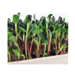 SUNFLOWER MICROGREENS 50gms