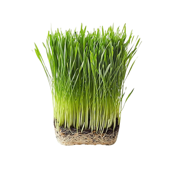Wheat Grass Microgreens 50gms