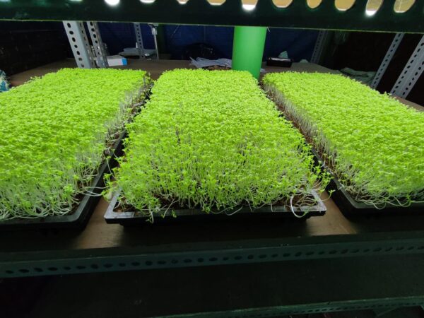 3-Tray Microgreens Growing Set (1 Top Tray, 1 Bottom Tray without Holes, 1 Middle Tray with Holes) - Image 2