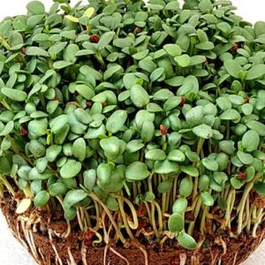 Clover Microgreens Seeds 50gms