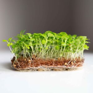 Corn Microgreens Seeds 100gms