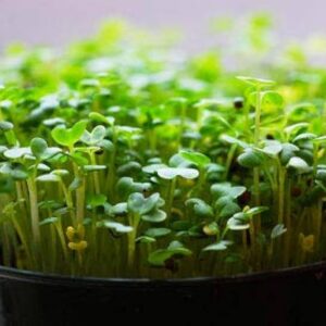 Mustard (Green) Microgreens seeds 100gms