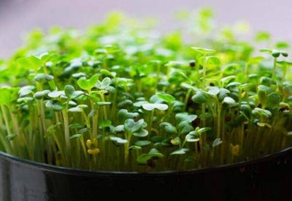 Mustard (Green) Microgreens seeds 100gms