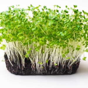 Pak choi microgreens seeds 100gms