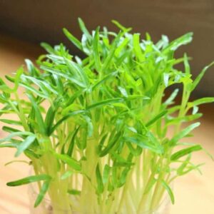 Spinach (Baby) Microgreens Seeds 100gms