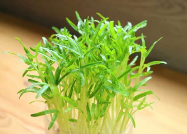 Spinach (Baby) Microgreens Seeds 100gms