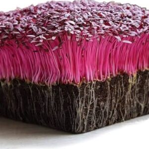Red Amaranthus Microgreens 50gms