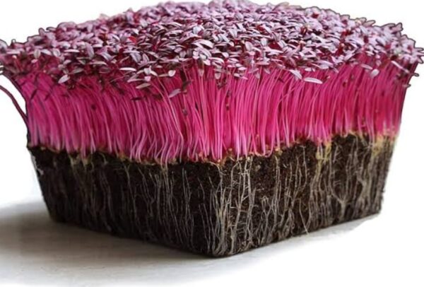 Red Amaranthus Microgreens 50gms