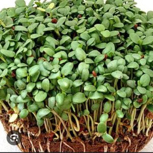 Clover Microgreens 50gms