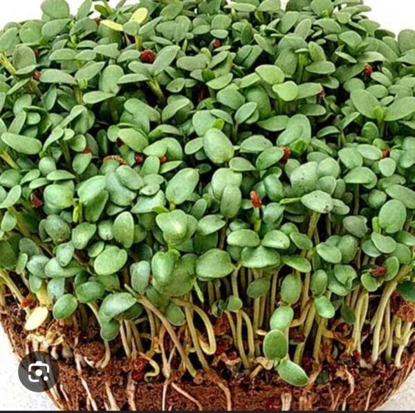 Clover Microgreens 50gms