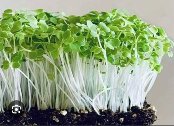 Pak Choi Microgreens 50gms