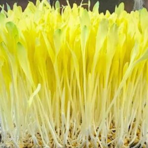 Corn Microgreens 50gms