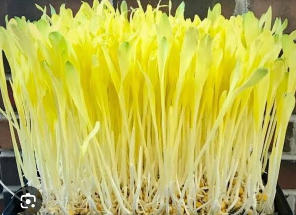 Corn Microgreens 50gms