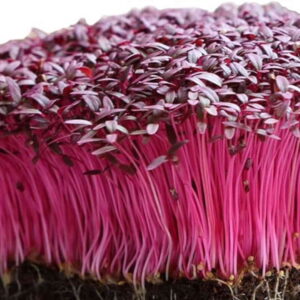 Red Amaranthus Microgreens seeds 100gms