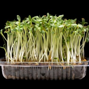 Fenugreek (Methi) Microgreens Seeds 200gms