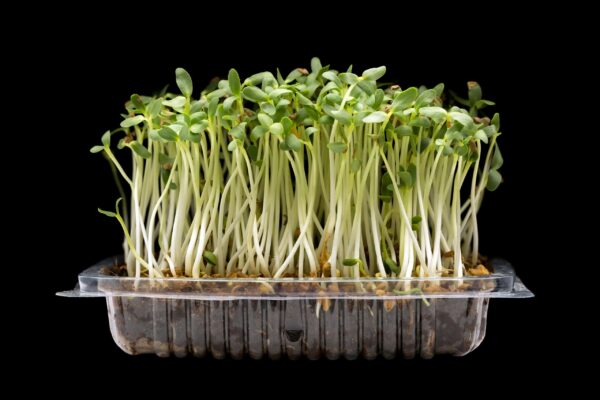 Fenugreek (Methi) Microgreens Seeds 200gms